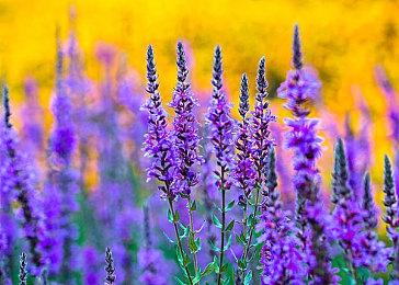 《真女神转生5》评分汇总：恶魔设计出色 难度太高